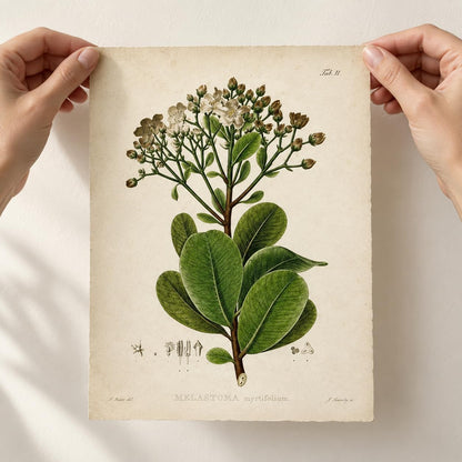 Vintage Botanical Wall Art, Set of 4 Unframed 8X10 Fern Prints