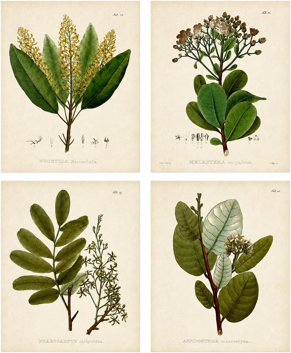Vintage Botanical Wall Art, Set of 4 Unframed 8X10 Fern Prints