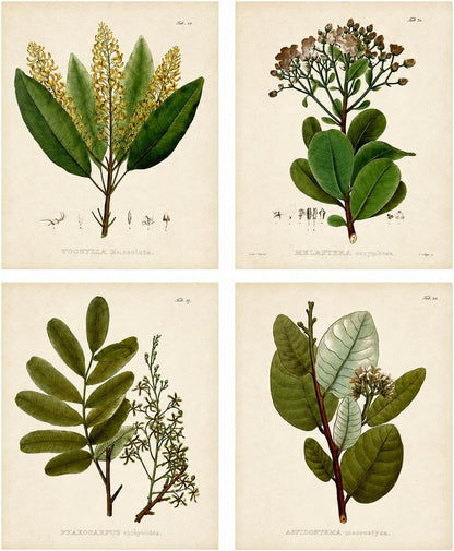 Vintage Botanical Wall Art, Set of 4 Unframed 8X10 Fern Prints
